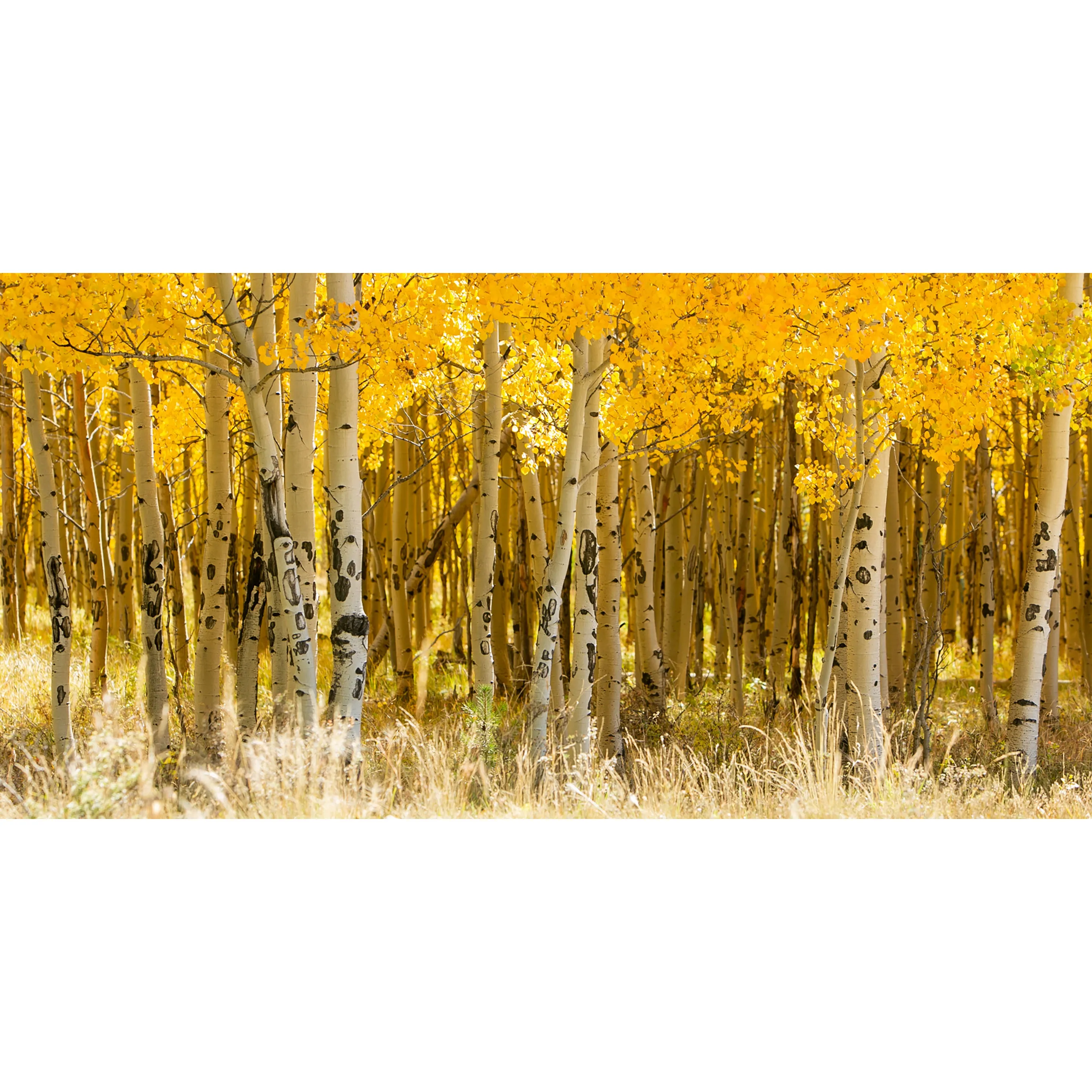 Kenosha Aspens - 60 x 30